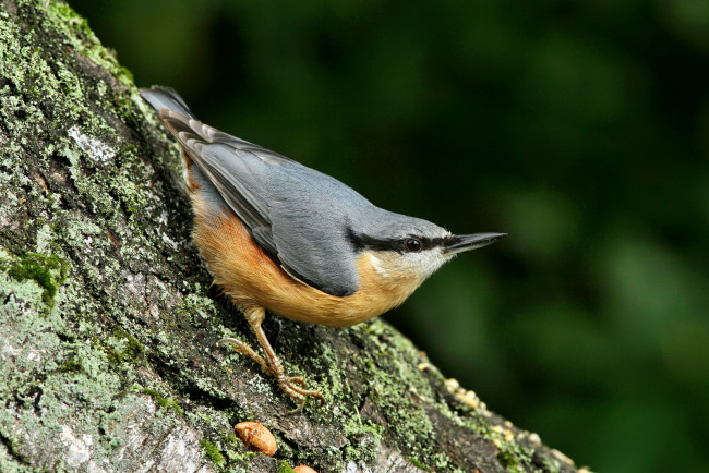Обои картинки фото животные, поползни, дерево, мох, кора, поползень