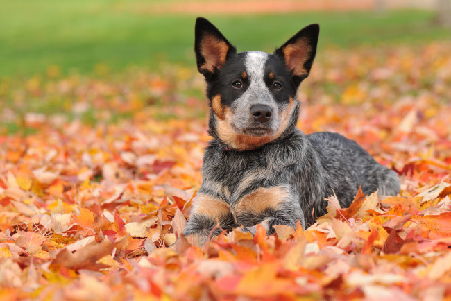 Обои картинки фото животные, собаки, австралийская, пастушья, собака, осень, листья, австралийский, хилер