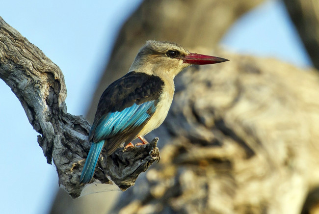 Обои картинки фото животные, зимородки, ветка, дерево, зимородок