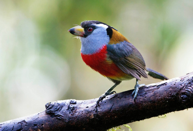 Обои картинки фото животные, птицы, клюв, птица, ветка