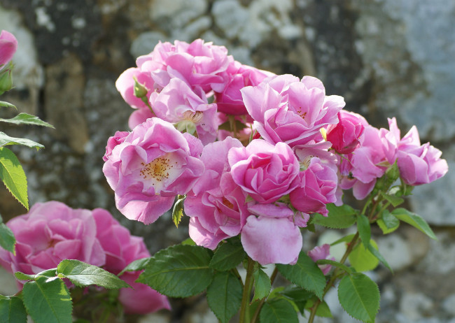 Обои картинки фото цветы, розы, розовый, куст