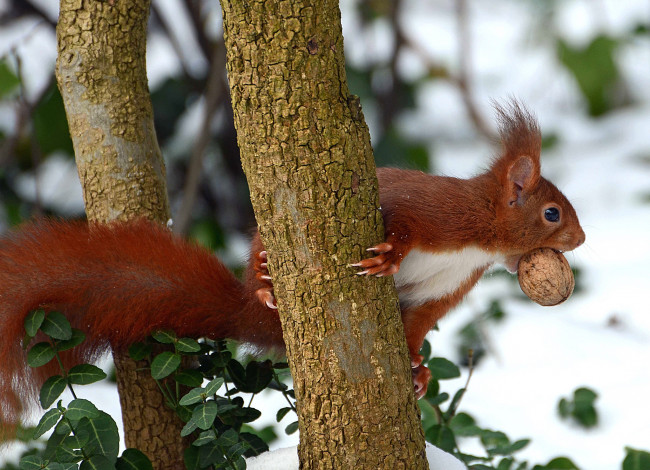Обои картинки фото животные, белки, дерево, орех, рыжая