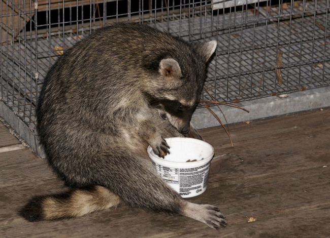 Обои картинки фото животные, еноты, енот, завтрак, кленка