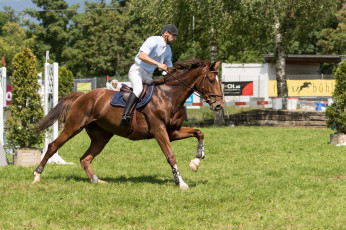 Картинка спорт конный+спорт ипподром лошадь жокей скачки