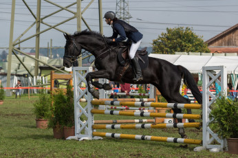 Картинка спорт конный+спорт ипподром лошадь жокей скачки