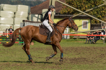 Картинка спорт конный+спорт ипподром лошадь жокей скачки