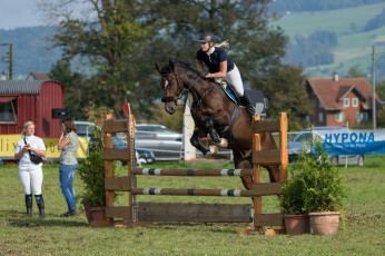 Картинка спорт конный+спорт лошадь ипподром скачки жокей