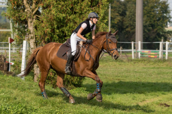 Картинка спорт конный+спорт лошадь ипподром скачки жокей