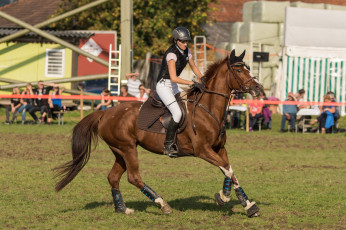 Картинка спорт конный+спорт лошадь ипподром скачки жокей
