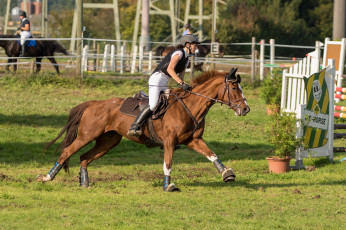 Картинка спорт конный+спорт скачки ипподром лошадь жокей