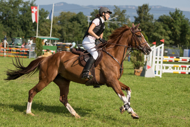 Обои картинки фото спорт, конный спорт, ипподром, лошадь, жокей, скачки