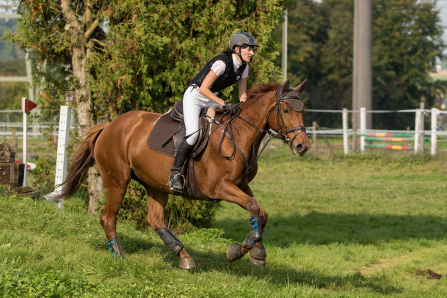 Обои картинки фото спорт, конный спорт, лошадь, ипподром, скачки, жокей