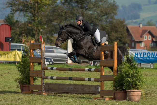 Обои картинки фото спорт, конный спорт, жокей, лошадь, ипподром, скачки