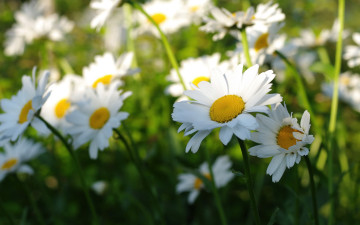 Картинка цветы ромашки тень лепестки лето