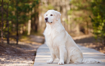 Картинка животные собаки красавец пёс собака