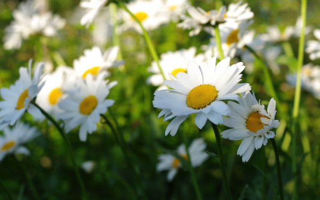 Обои картинки фото цветы, ромашки, тень, лепестки, лето