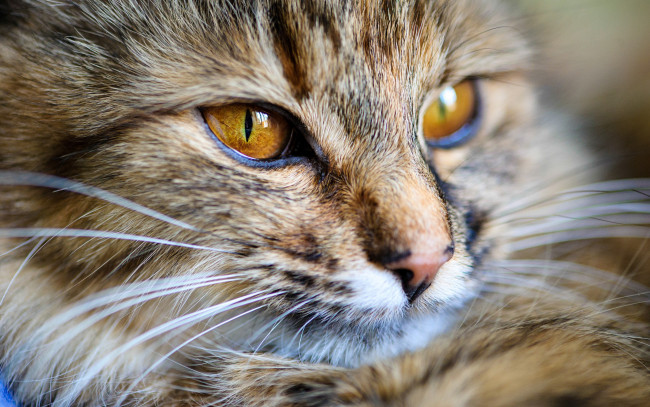 Обои картинки фото животные, коты, кот, кошка, морда