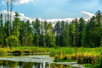 Картинка природа реки озера лес река