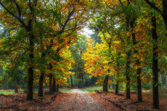 Картинка природа дороги тракт