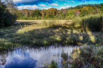 Картинка природа реки озера лес река