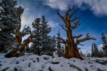 Картинка природа зима снег