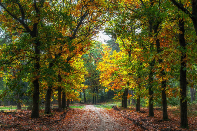 Обои картинки фото природа, дороги, тракт