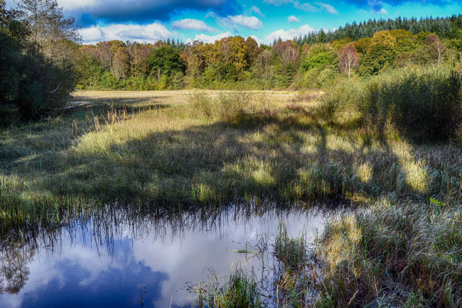 Обои картинки фото природа, реки, озера, лес, река