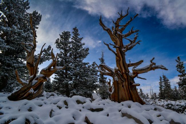 Обои картинки фото природа, зима, снег