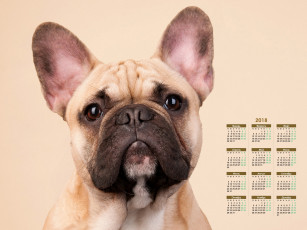обоя календари, животные, морда, взгляд, собака