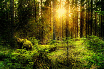 Картинка природа лес простор