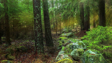 Картинка природа лес простор