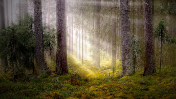 Картинка природа лес простор