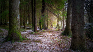 Картинка природа лес простор