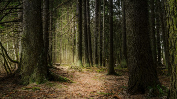 Картинка природа лес простор