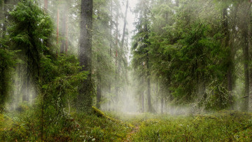 Картинка природа лес простор