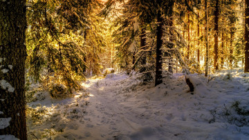 Картинка природа зима простор