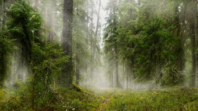 Обои картинки фото природа, лес, простор