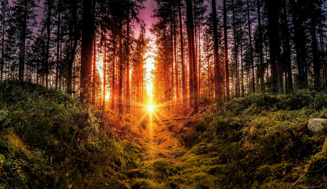 Обои картинки фото природа, лес, простор