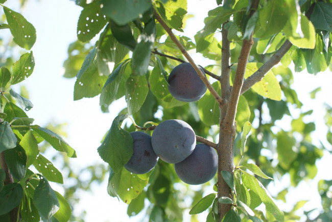 Обои картинки фото природа, плоды, слива, ветки, дерево
