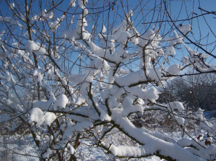 Картинка природа зима ветки