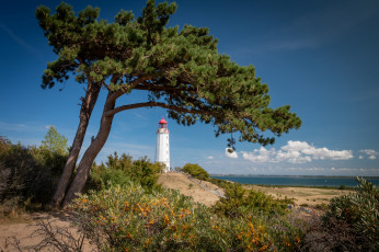 Картинка природа деревья простор