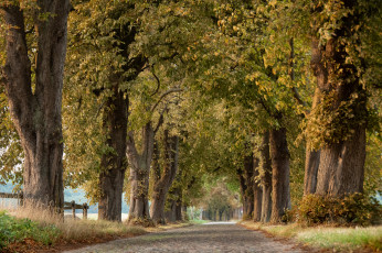 Картинка природа дороги простор