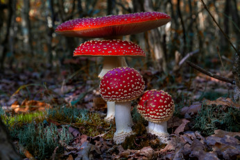 Картинка природа грибы +мухомор простор