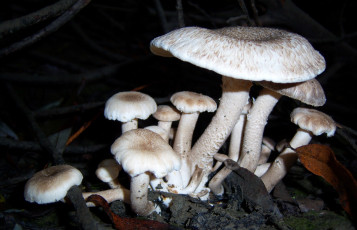 Картинка природа грибы