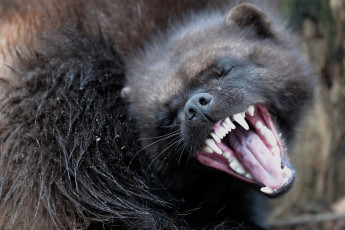 Картинка росомаха животные росомахи животное хищник млекопитающее куньи опасное мех когти