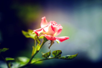 Картинка цветы розы бутон