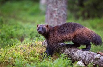 Картинка росомаха животные росомахи животное хищник млекопитающее куньи опасное мех когти
