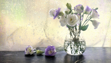 обоя цветы, эустома, букет