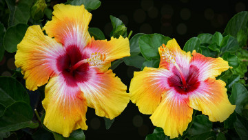 Картинка цветы гибискусы китайские желтые