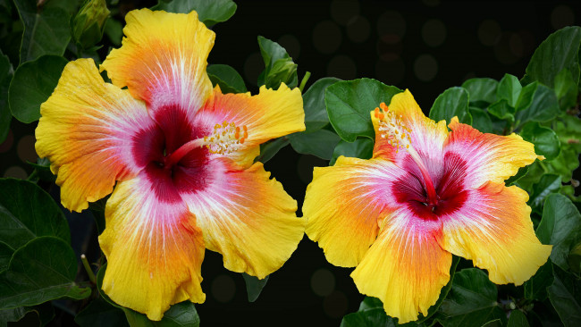 Обои картинки фото цветы, гибискусы, китайские, желтые